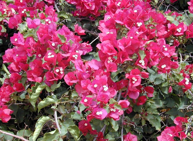 Primavera amarela