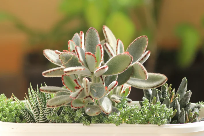 melhores tipos de suculentas para iniciantes