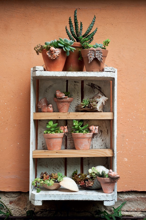 erros comuns ao cuidar de suculentas de sombra