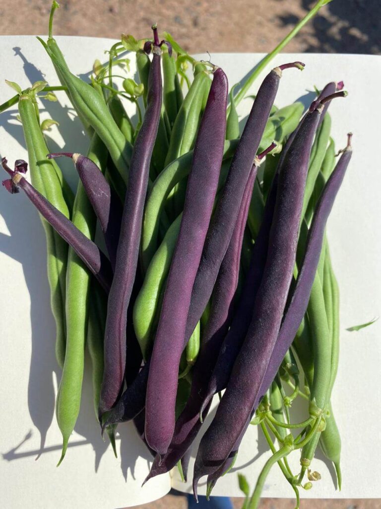 erros ao cozinhar vagem manteiga