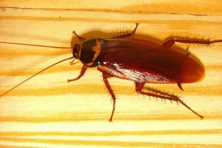 barata voa