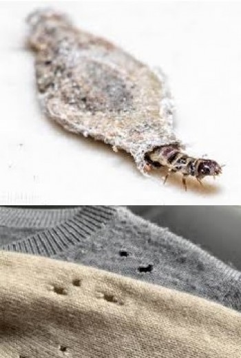 como acabar com traças de roupa