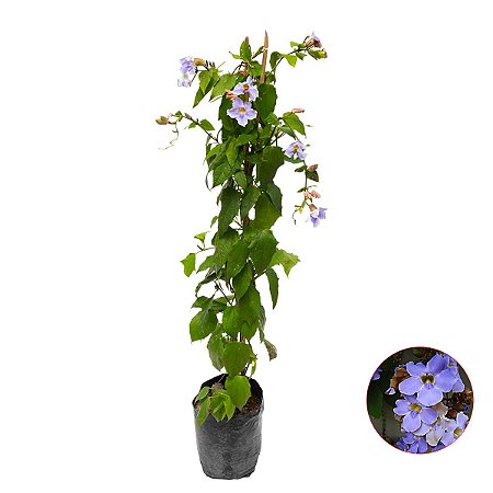 plantas para cerca viva com flores