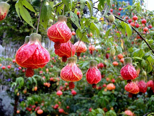 plantas trepadeiras ornamentais
