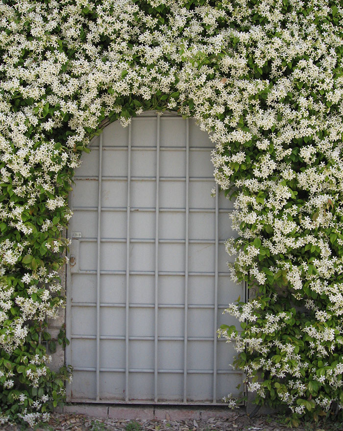plantas trepadeiras ornamentais