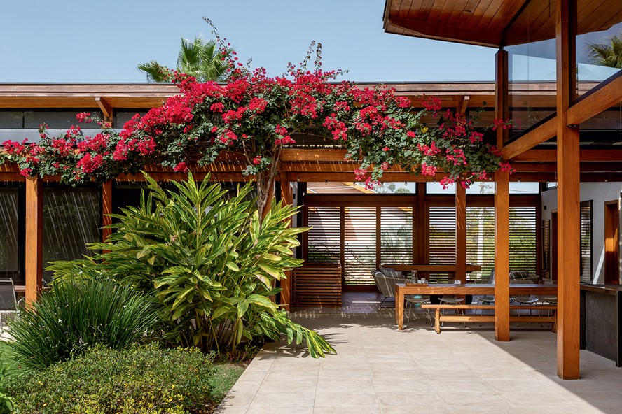 trepadeiras para pergolado