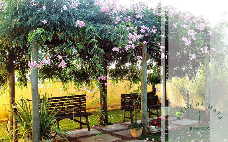 melhores trepadeiras para pergolado com pouco sol