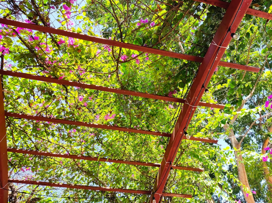 quanto custa trepadeira para pergolado