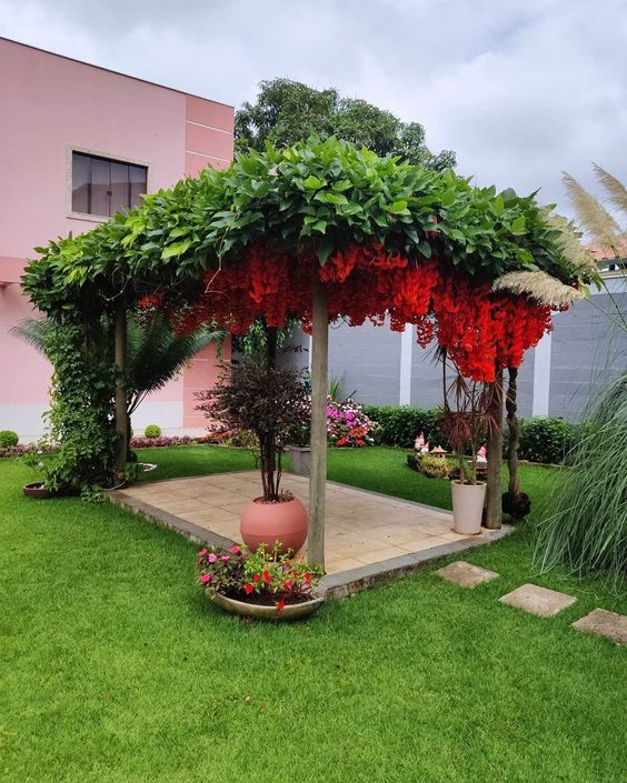 jasmim vs primavera para pergolado qual escolher