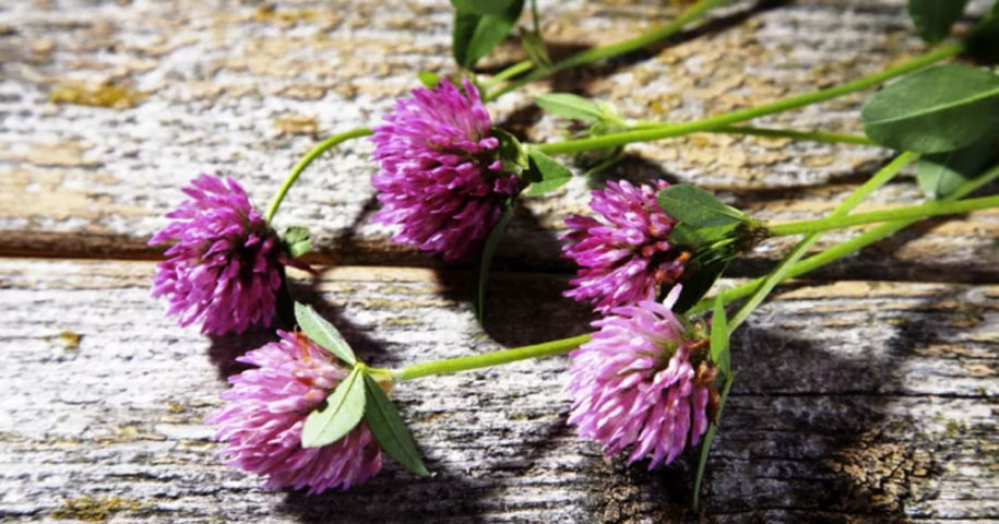 trevo roxo significado espiritual