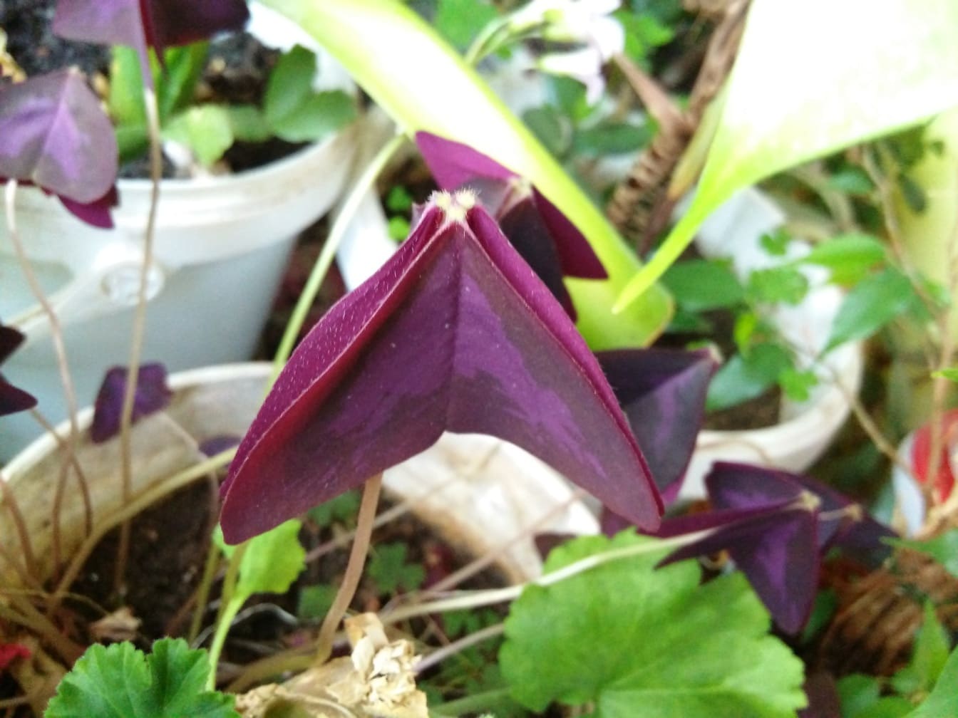 trevo roxo propagação