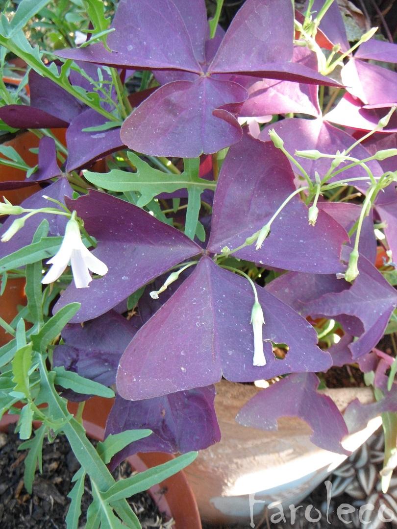 trevo roxo ornamental