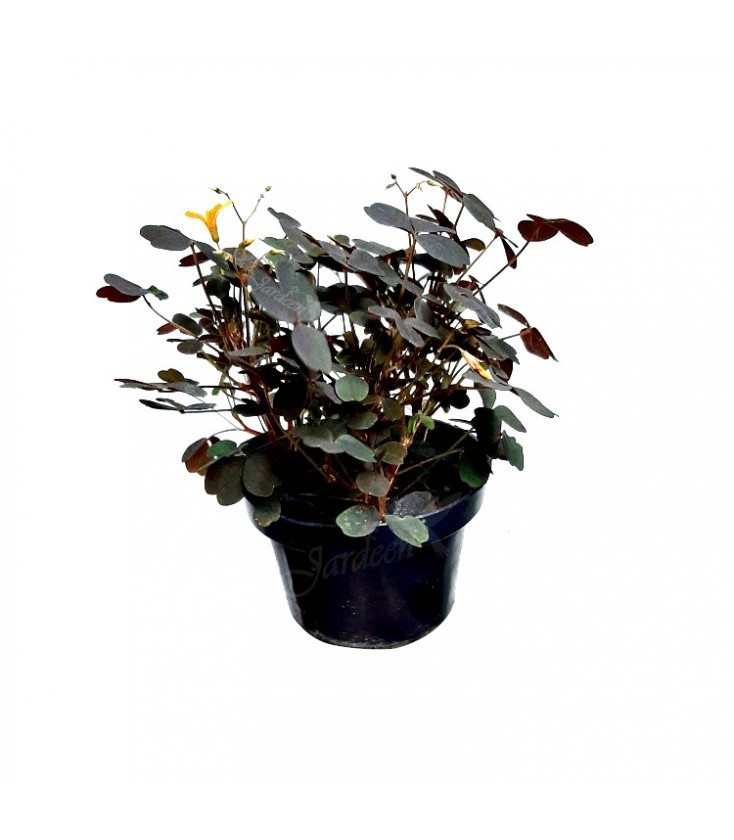 trevo roxo planta