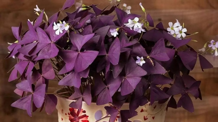 preço muda de trevo roxo