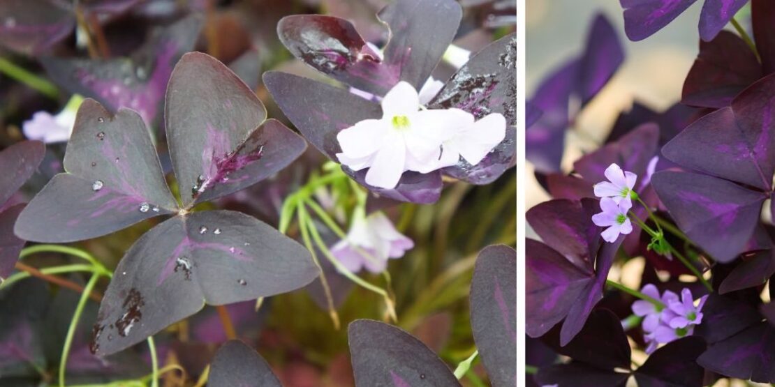 erros comuns ao cuidar de trevo roxo