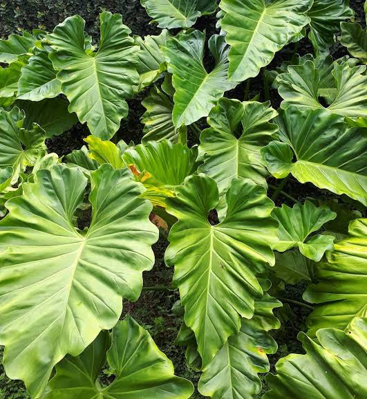 Philodendron undulatum