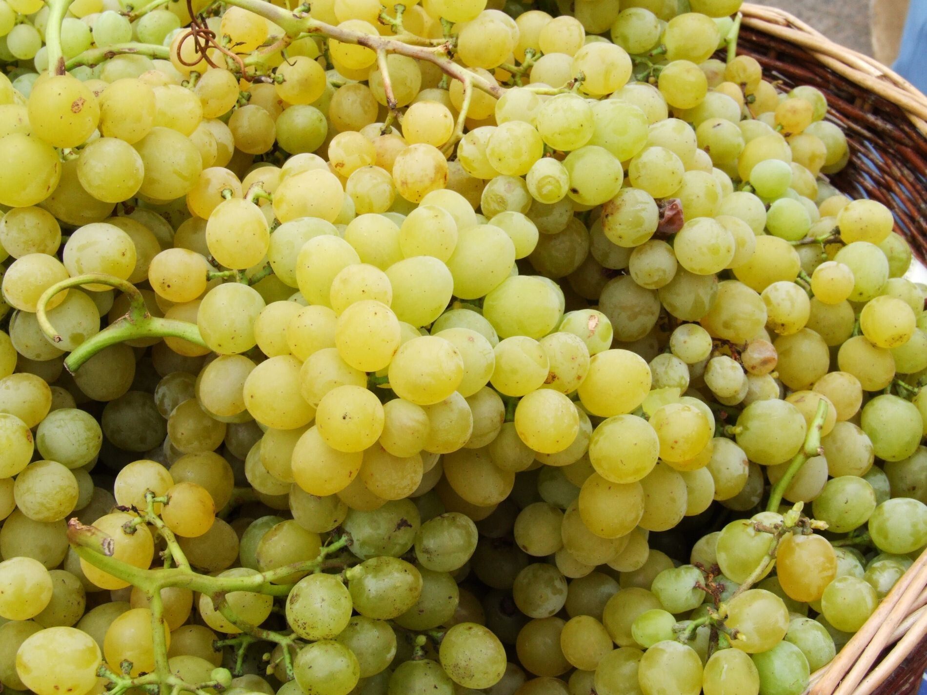 receitas de sobremesas com uva