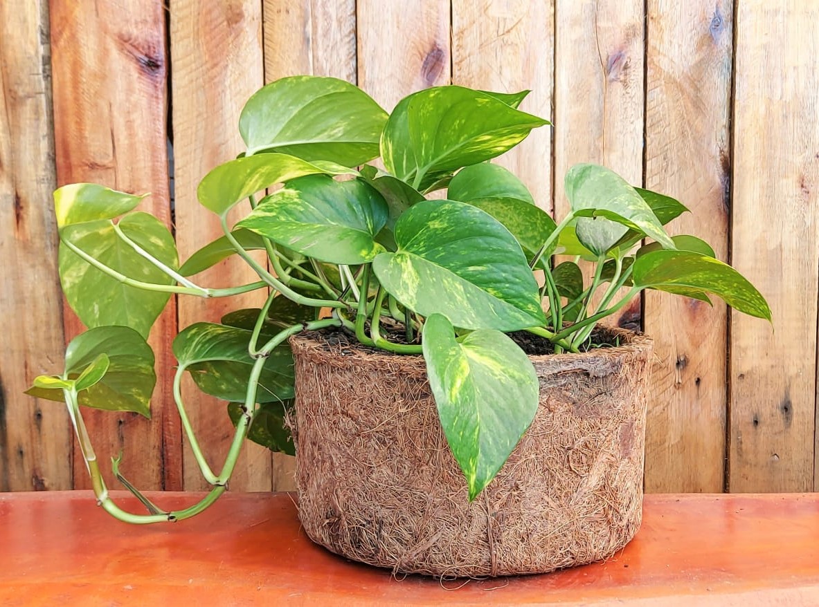 vaso para jiboia pendente