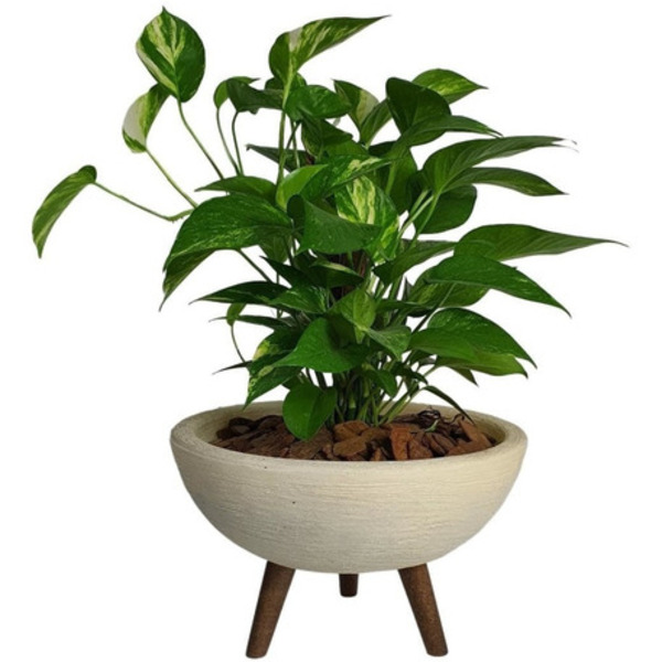 vaso autoirrigável jiboia