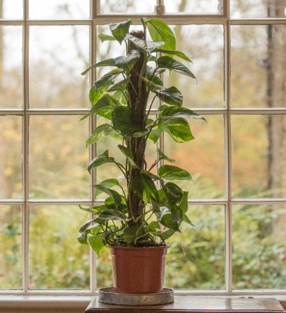 vaso autoirrigável jiboia