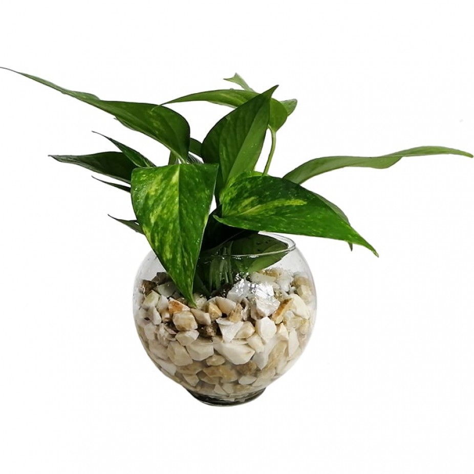 vaso de fibra de coco jiboia