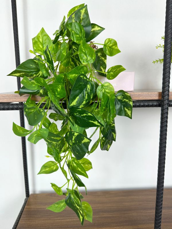 vaso de cerâmica jiboia