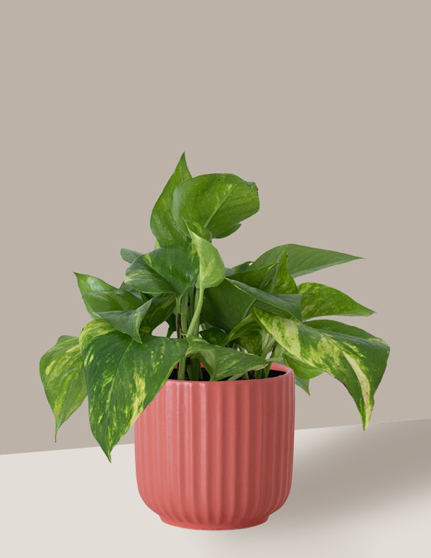 vaso com tutor para jiboia