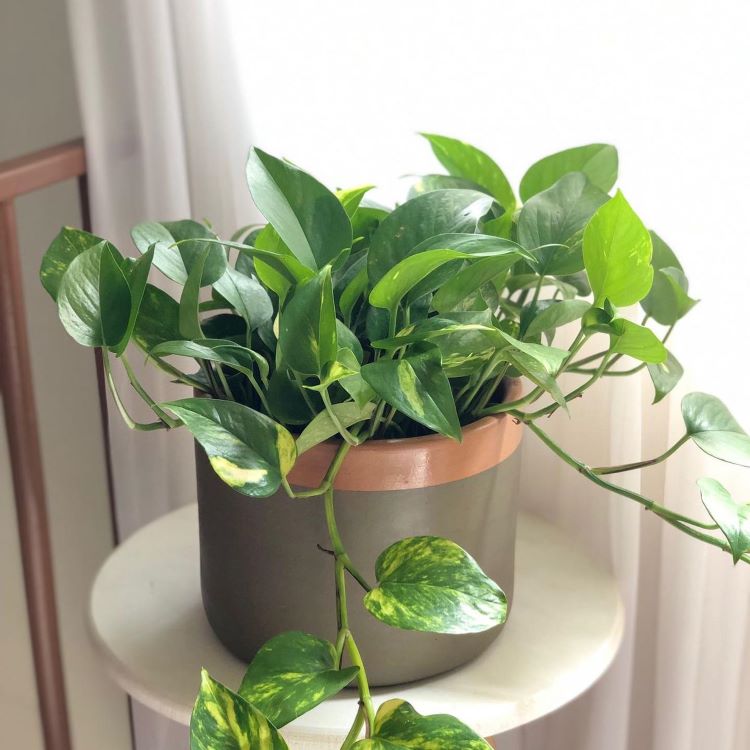 vaso autoirrigável jiboia