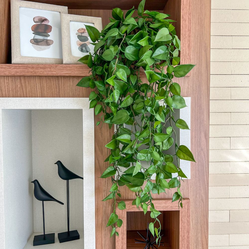 vaso de cerâmica jiboia