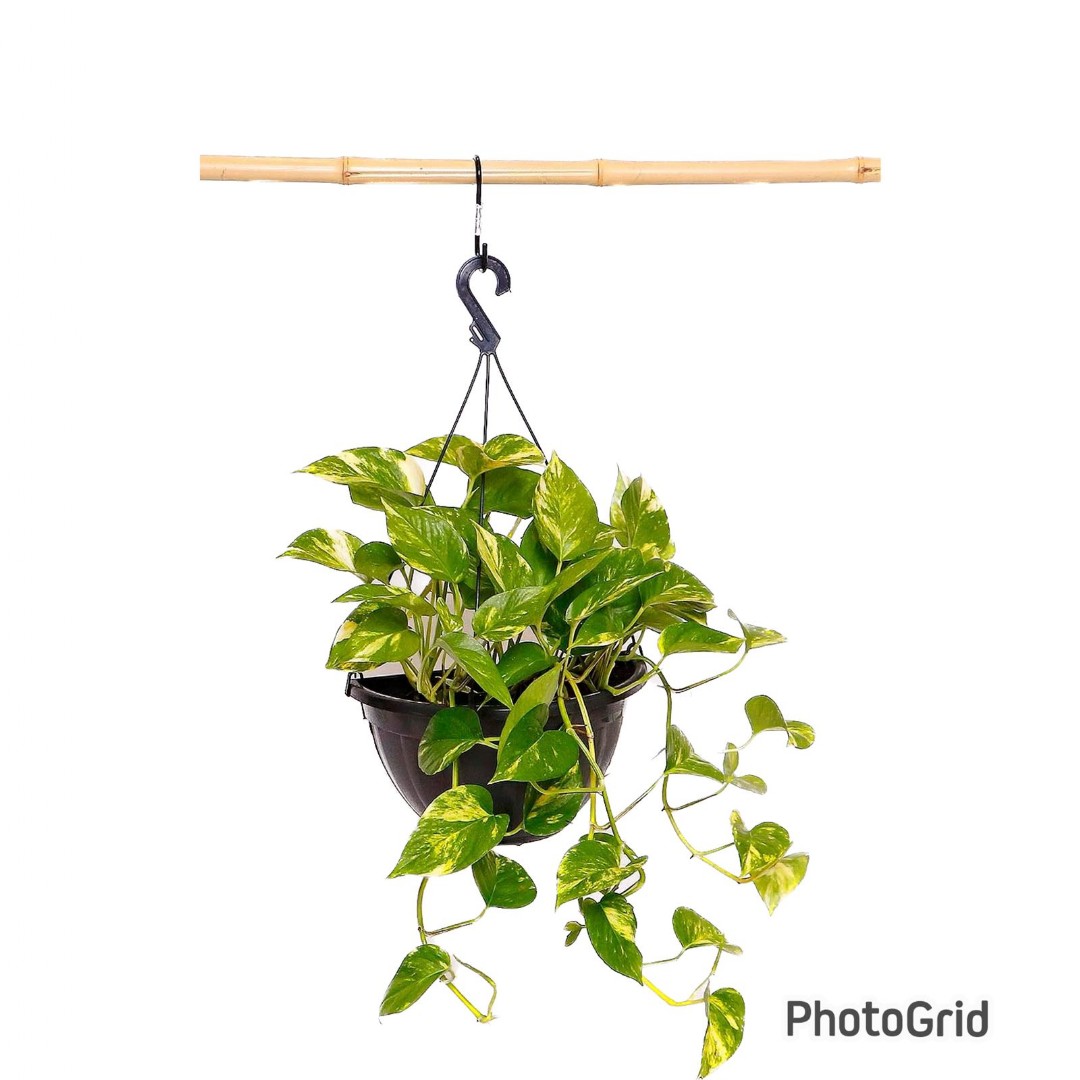 vaso grande para jiboia