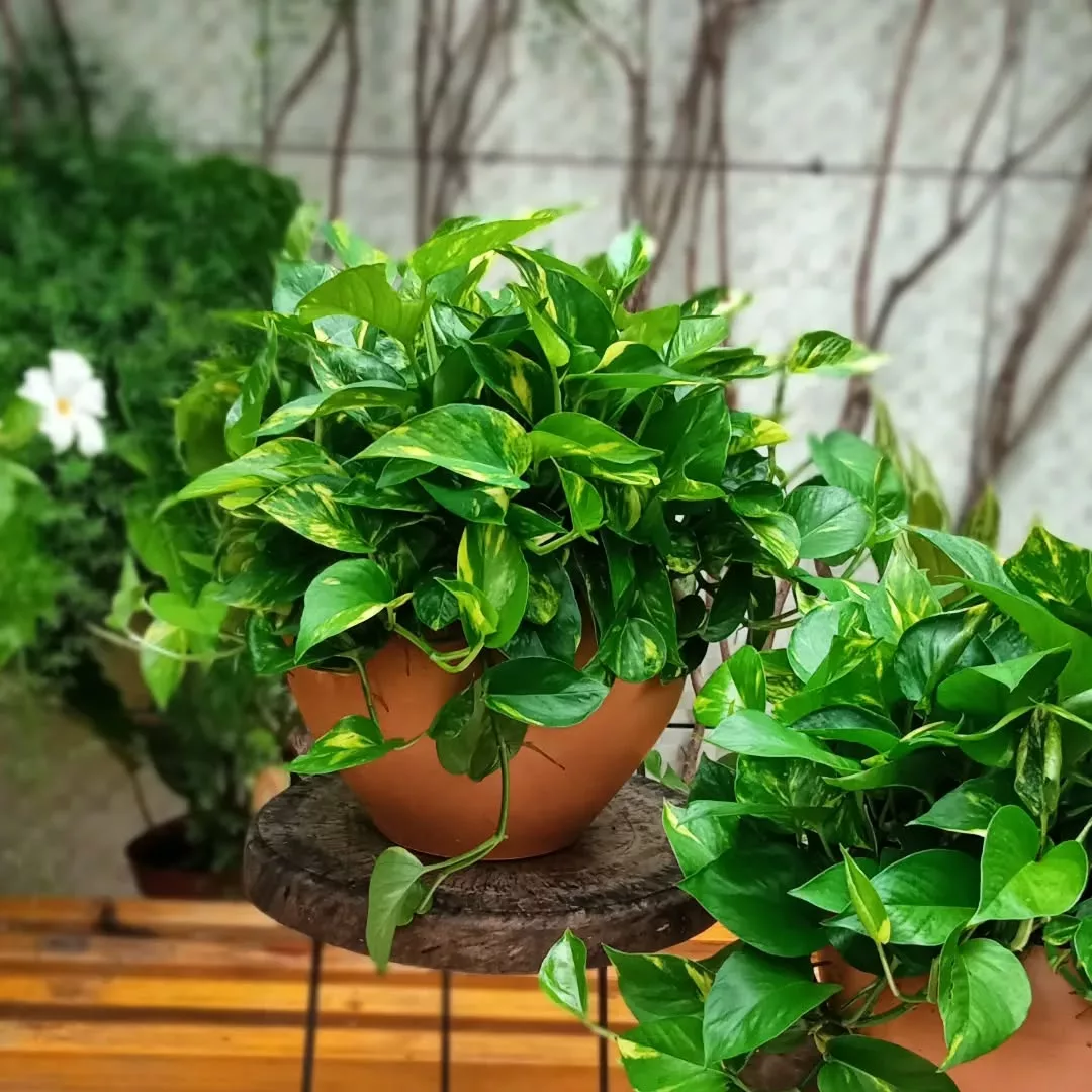 vaso decorativo jiboia