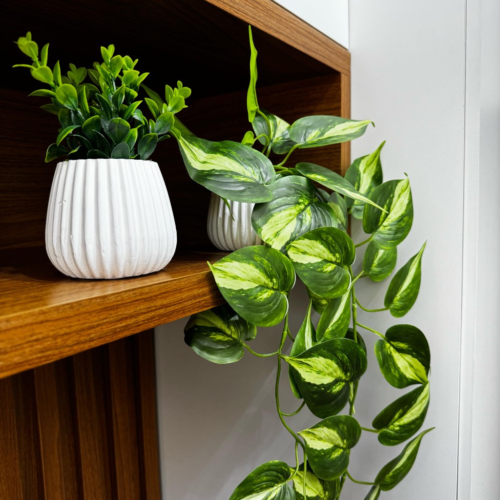 kit plantio jiboia vaso