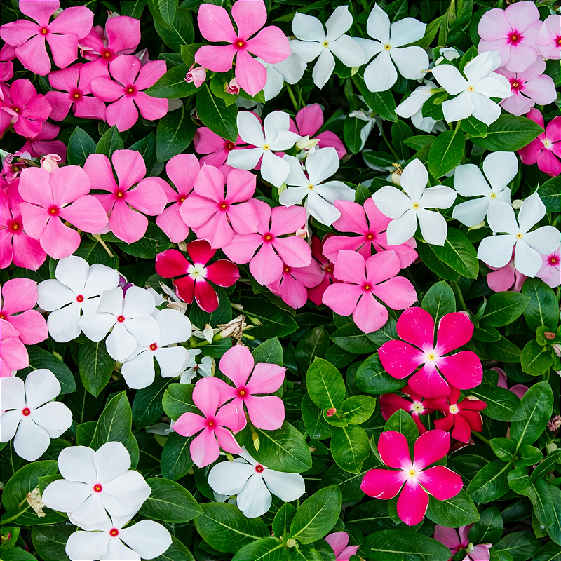 Vinca anual vs. perene