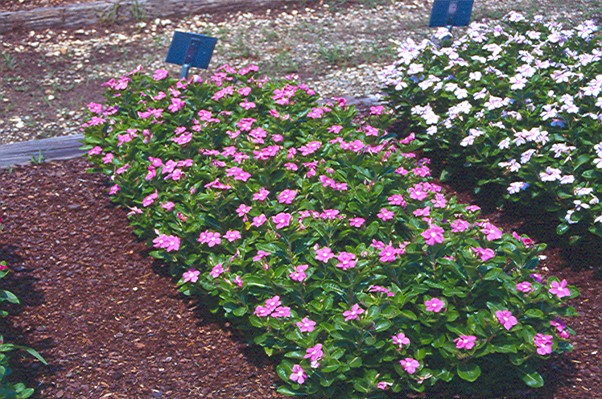 Como plantar vinca de madagascar