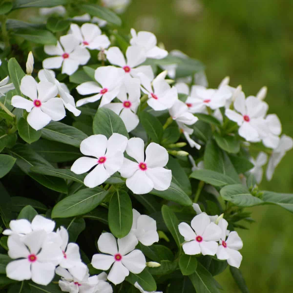 Cuidados com vinca no vaso