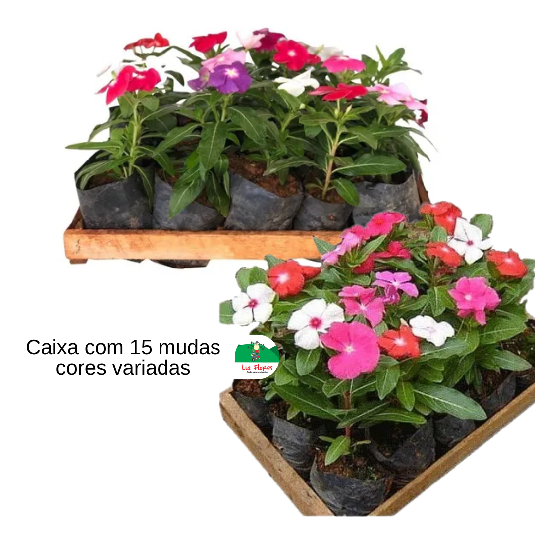 preço muda de vinca