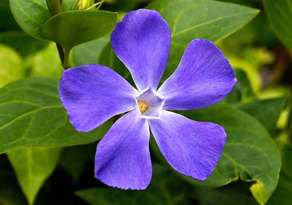 vinca flor