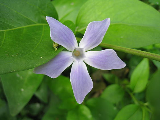 erros comuns ao regar plantas