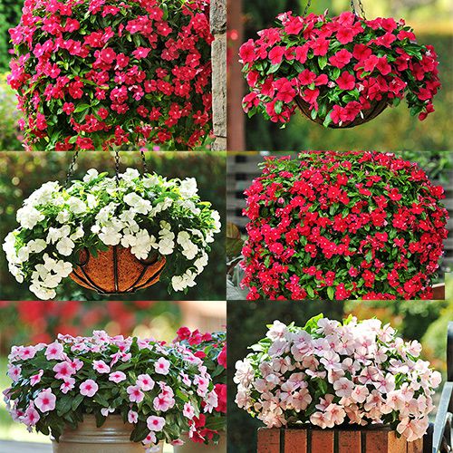 preço muda de vinca