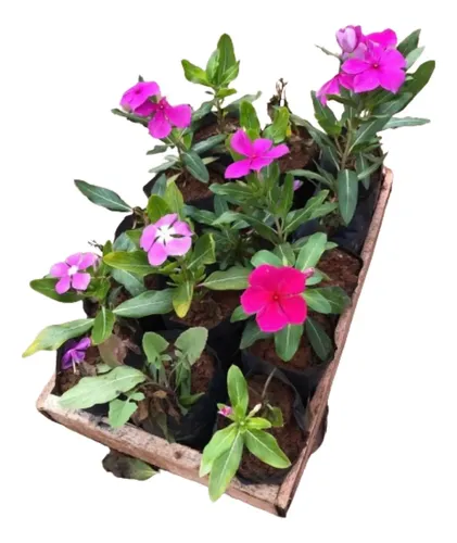 vinca flor