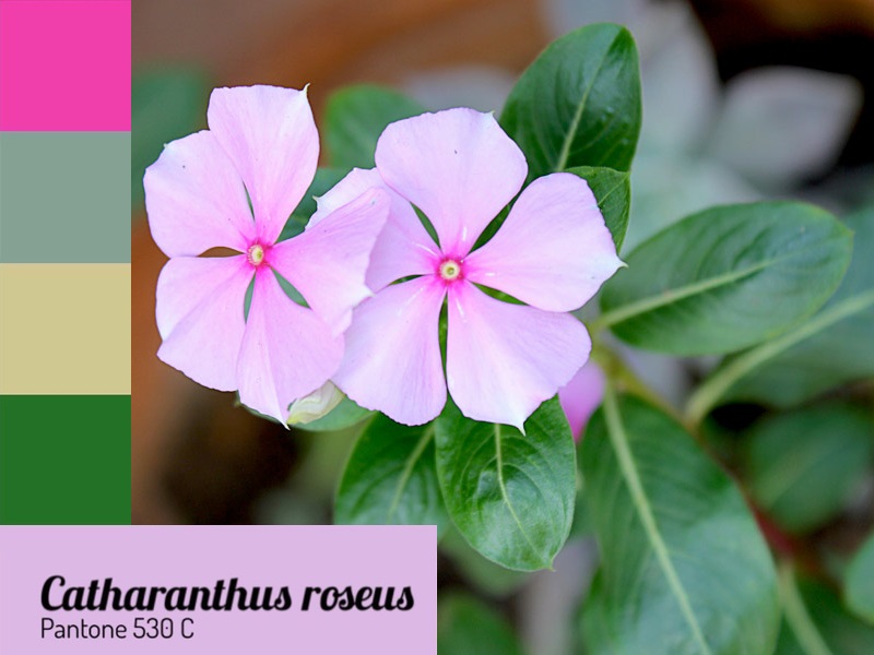 erros comuns ao regar plantas