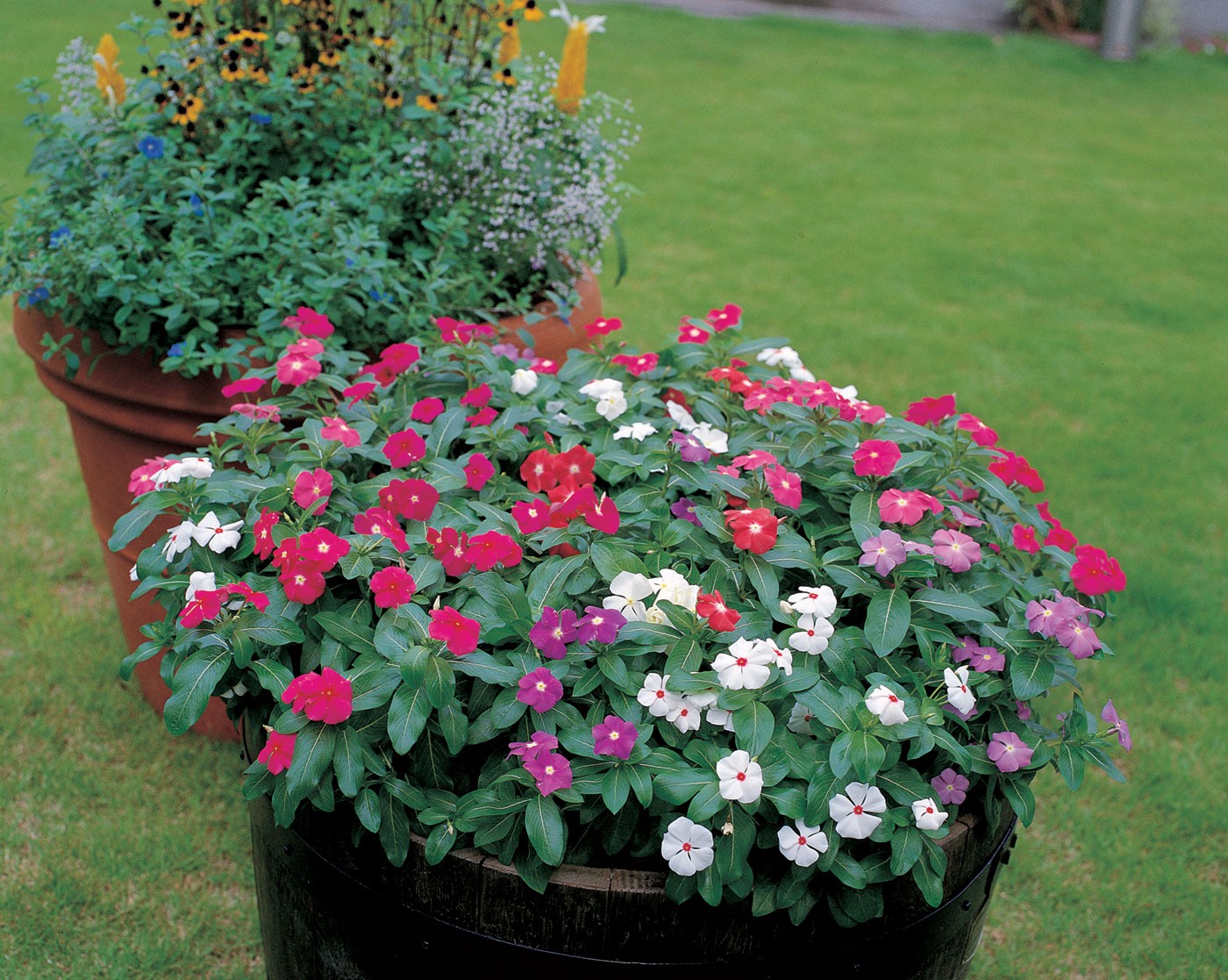 erros comuns ao regar plantas