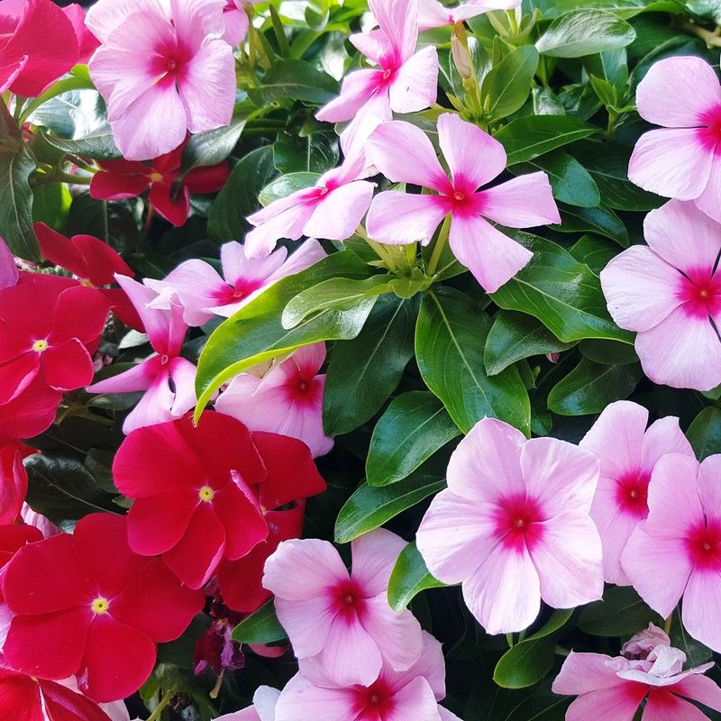 preço muda de vinca