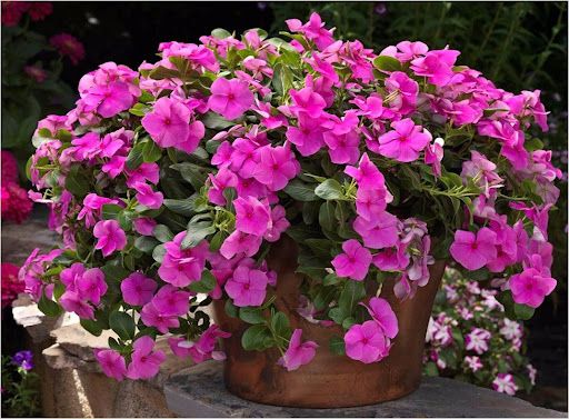 vinca vs petúnia qual a melhor