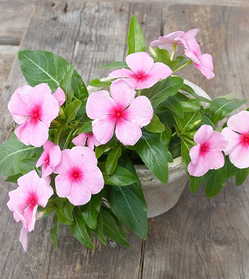 erros comuns ao regar plantas