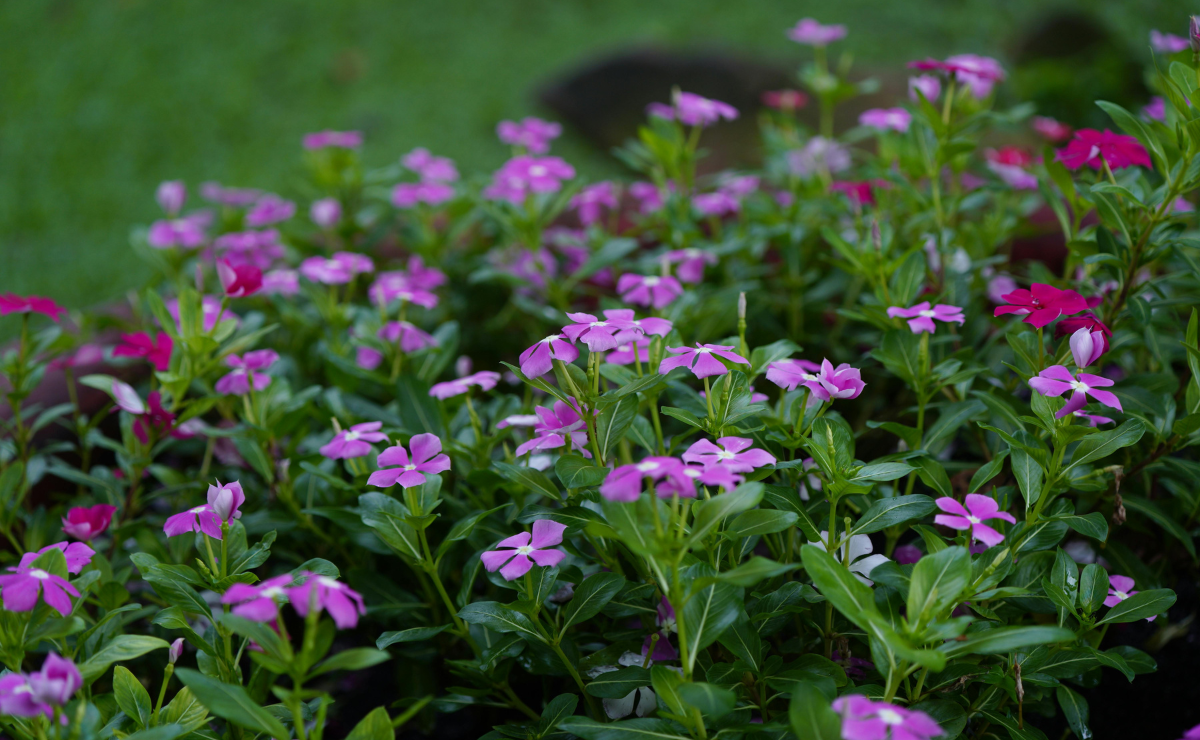 vinca vs petúnia qual a melhor