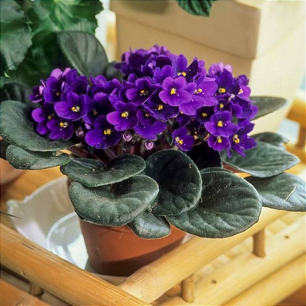 violeta africana floração