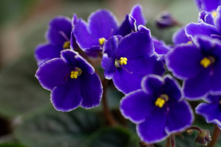 jardinagem para iniciantes