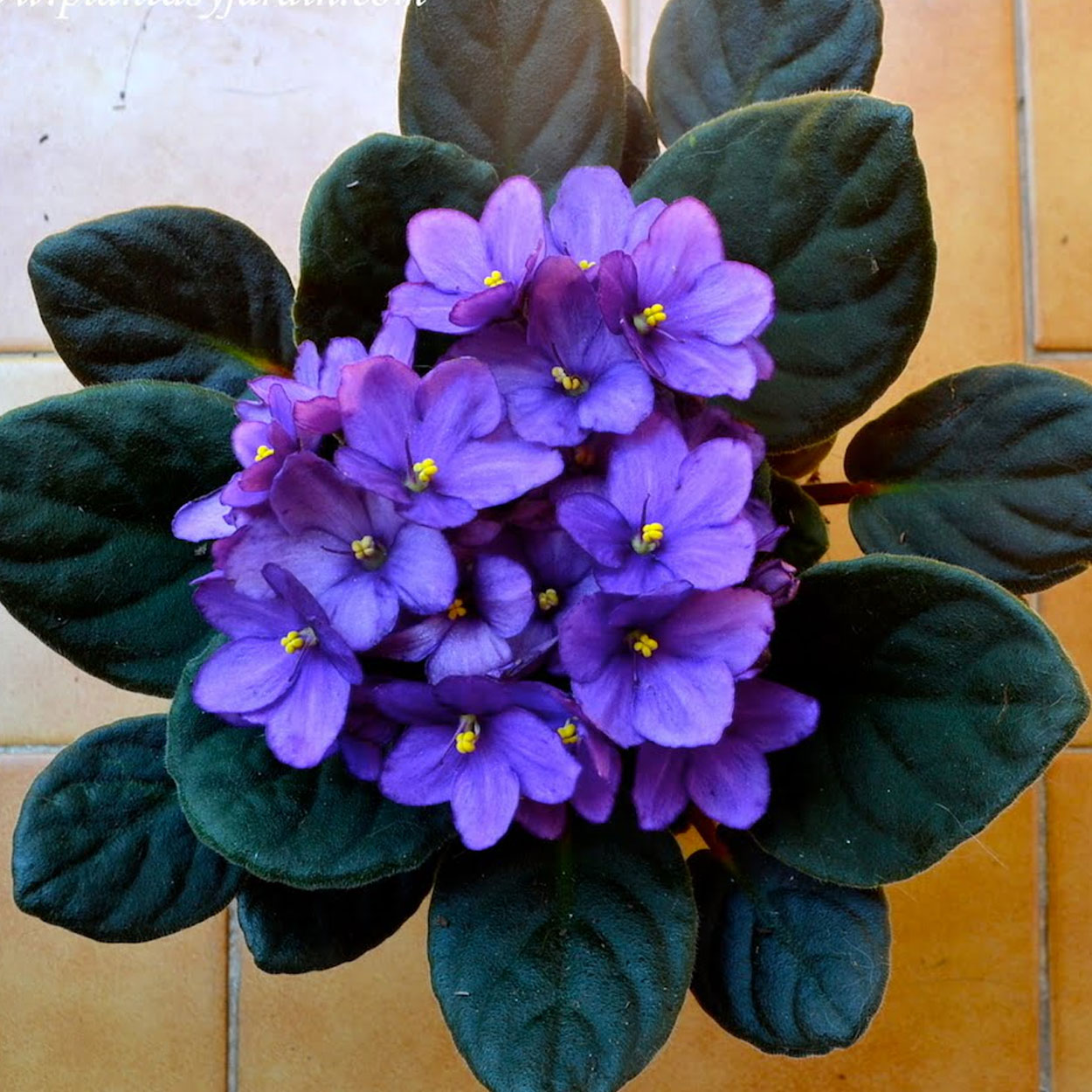 como cuidar de violeta africana