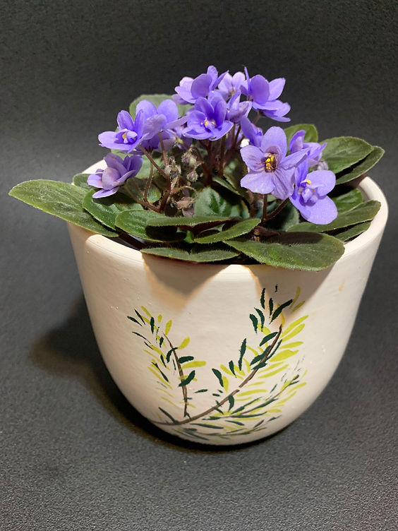 violeta africana floração